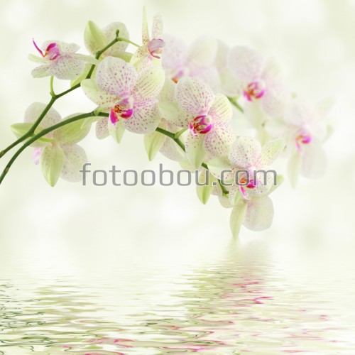 орхидеи, цветы, вода, ветка, листья