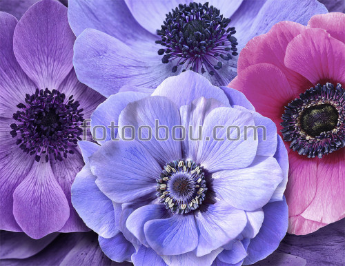 фотообоои яркие цветы, фиолетовые цветы, цветок, яркие цветы