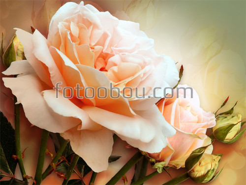 Распустившаяся роза, 3д, нежность, бутоны